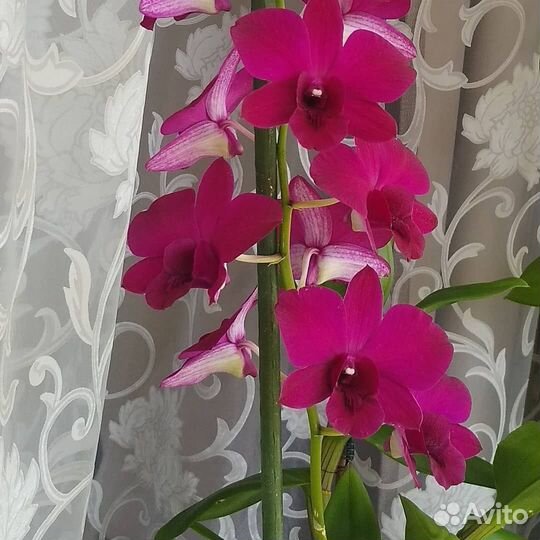 Дендрофаленопсис в горшке два цвета