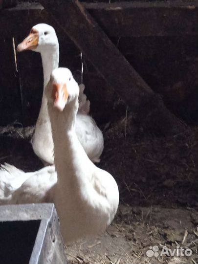 Гусь