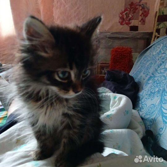 Котенок в дар