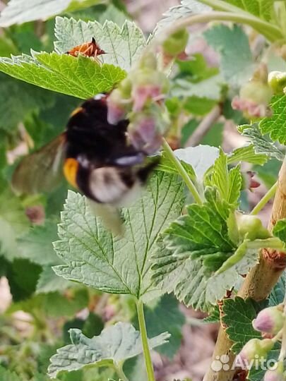 Рассада смородины и крыжовника