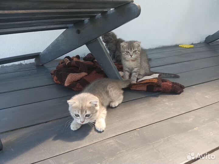 Отдам котят