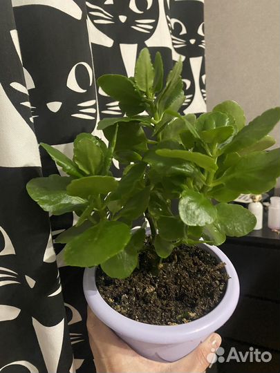 Черенки каланхоэ