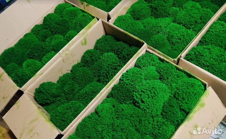 Вечно живой зеленый мох для декора помещений