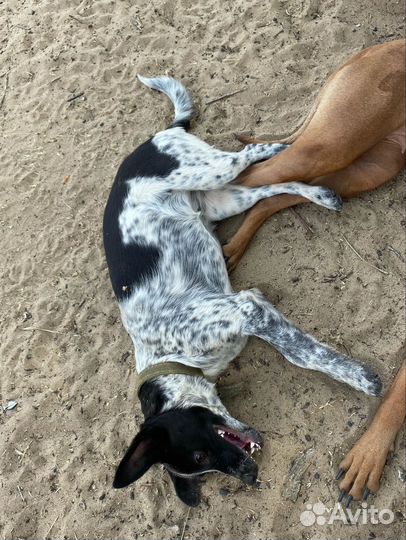 Щенок девочка в добрые руки