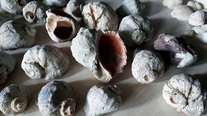 Ракушки, камушки