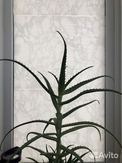 Цветок алоэ