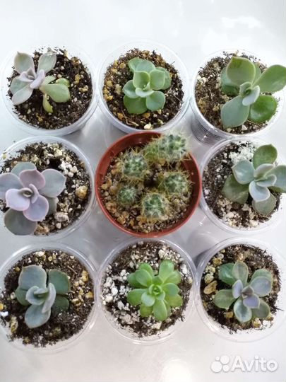 Суккуленты