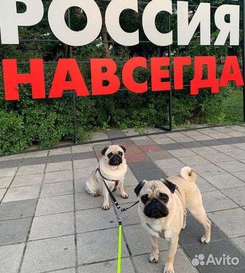 Поводок - сворка с карабинами для 2 собак