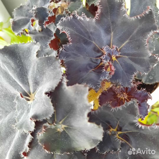 Комнатные цветы