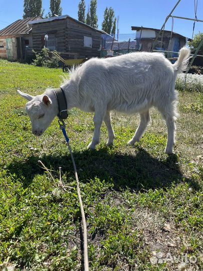 Козлячие козлы