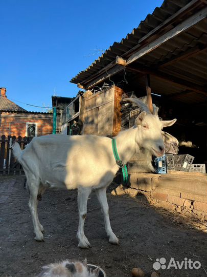 Коза и козёл