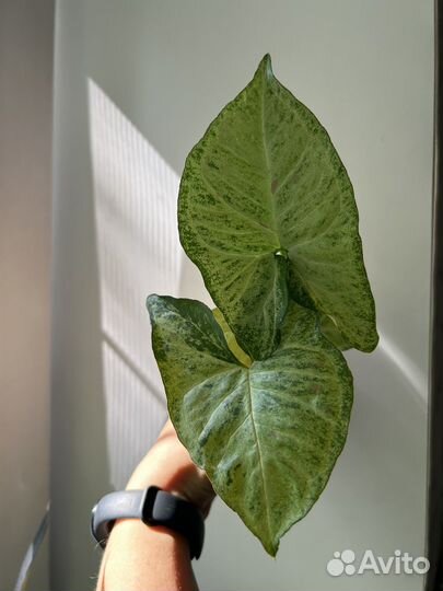 Сингониум конфетти