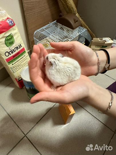 Отдам хомяка с клеткой