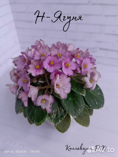 Мини и полумини фиалки