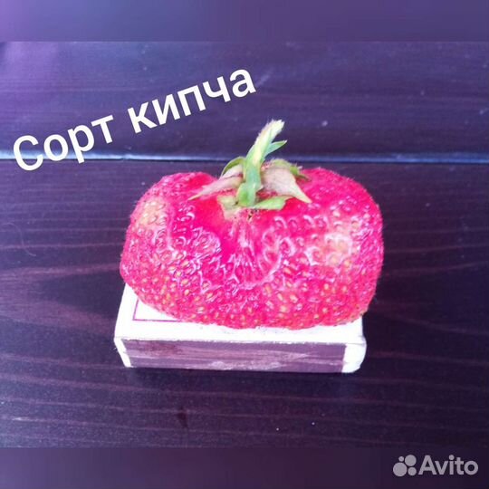 Рассада клубники, в стаканах, посадка до мороза