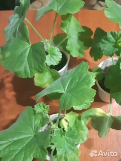 Пеларгония