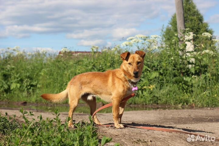 Робин ищет дом