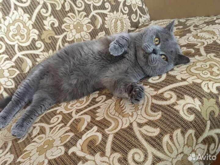 Котик приглашает кошечек