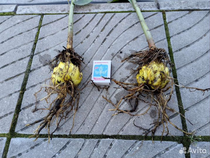 Лилия мартагон