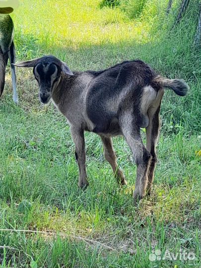 Чистопородный альпийский козлик
