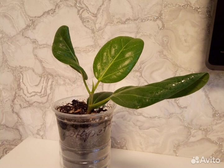 Фикус бенгальский одри