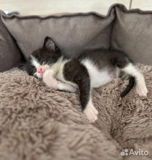 Котёнок ищет дом