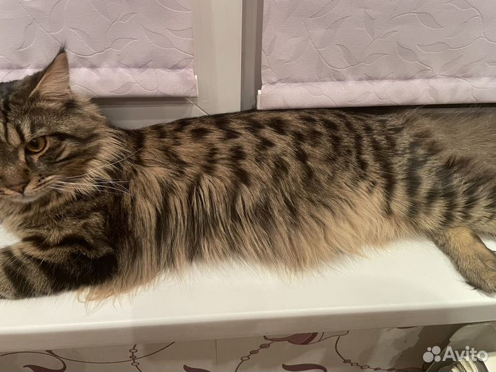 Мейн-кун вязка