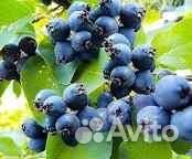 Бружмель или Ирга