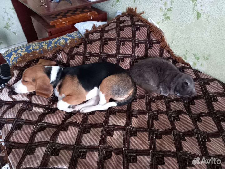 Вязка кобель бигль