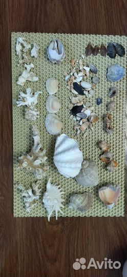 Ракушки, кораллы