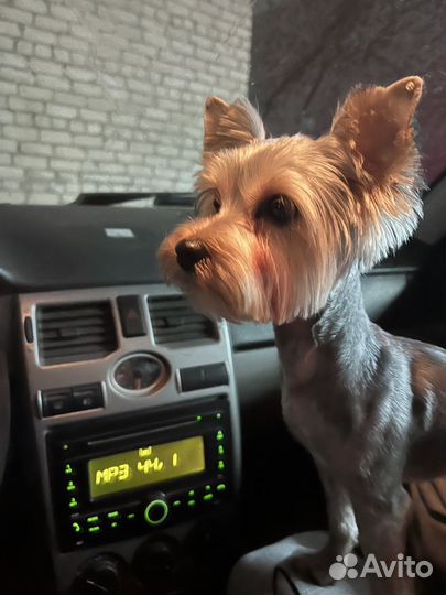 Вязка мальчика бесплатно йорк