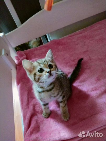 Британские котята