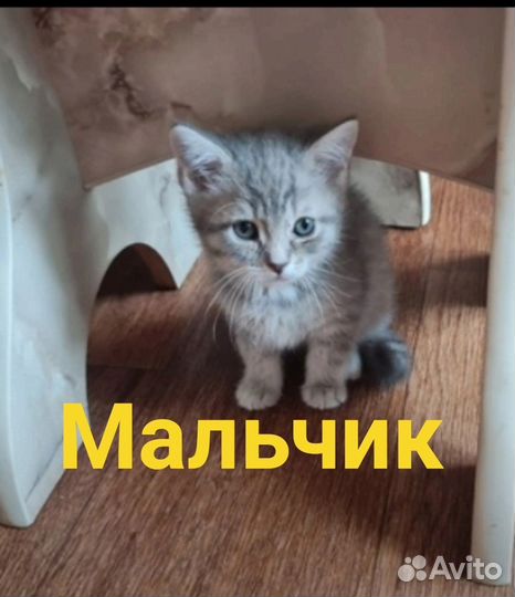 Котята в дар малтчики