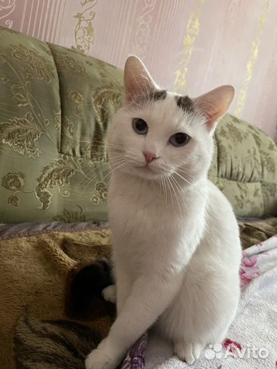 Отдам в добрые руки кота