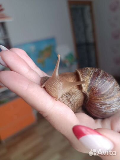 Улитки ахатины