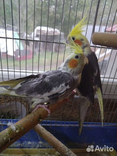 Попугай корелла