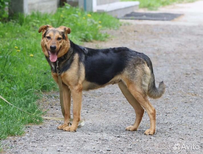 Умница Герда, стерилизована