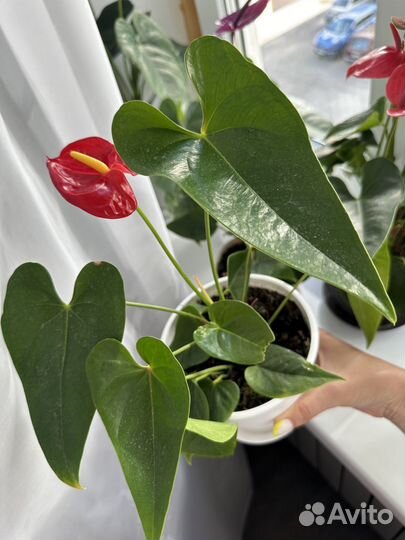 Антуриум красный