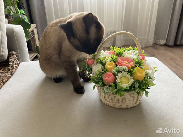 Кот для вязки