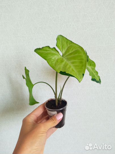 Сингониумы сортовые