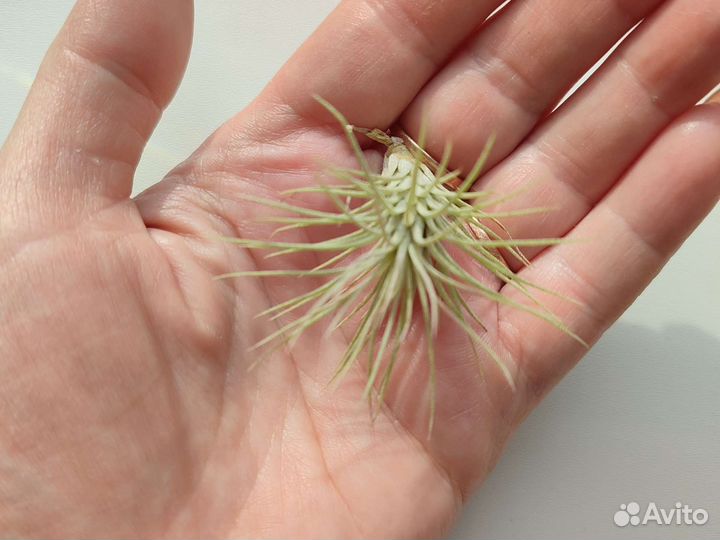 Тилландсия атмосферная фанкиана