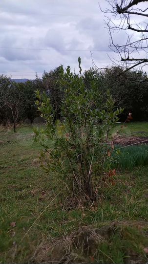 Участок 1 сот. (ИЖС)