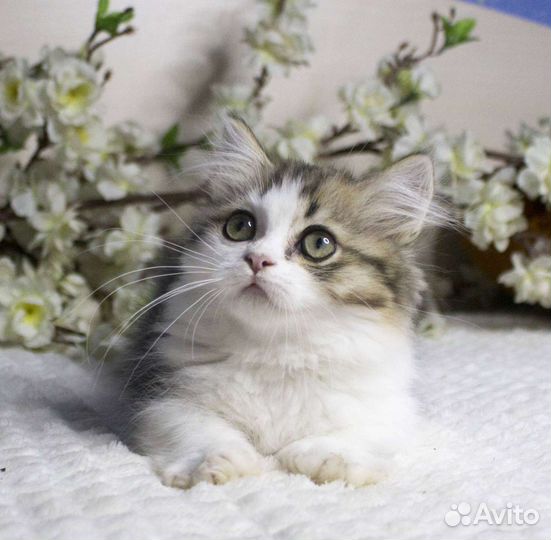 Котята манчкин