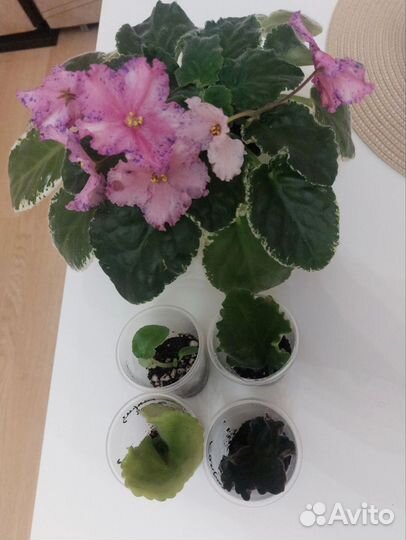 Фиалка(цена за всё)