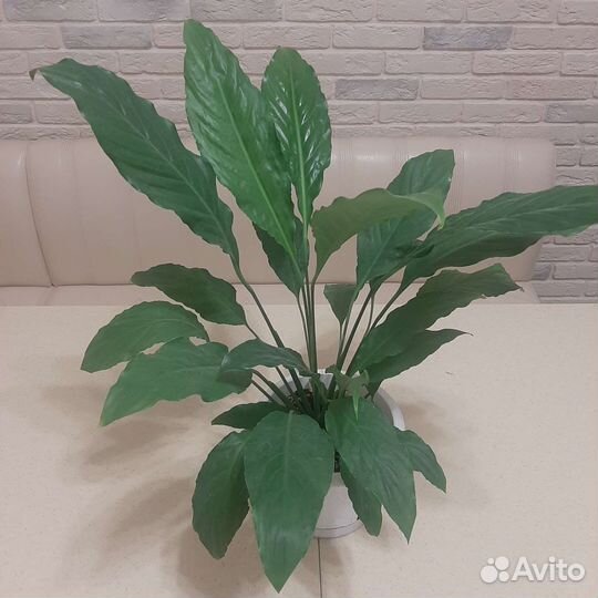 Спатифиллум (женское счастье)