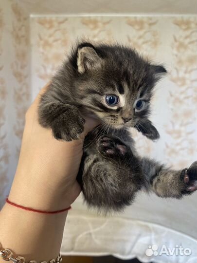 Котята в дар бесплатно