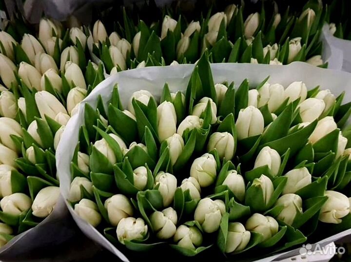 Тюльпаны опт разные цвета