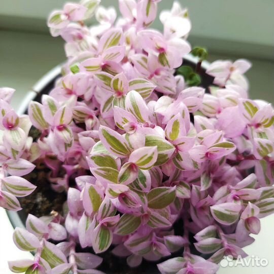 Традесканции