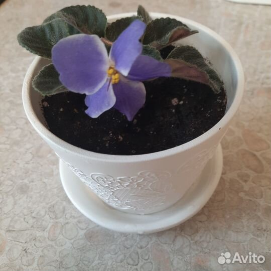 Фиалки цветы