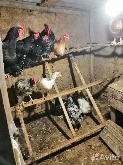 Яйца разных пород кур на еду инкубацию